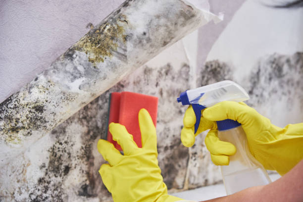 Asbestos and Lead Testing During Mold Inspection in Greenfield, IL